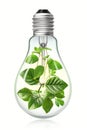 Green plant growing in the light bulb at the white background Royalty Free Stock Photo