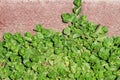 Green plant growing near red concrete wall. outdors