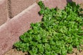 Green plant growing near red concrete wall. outdors