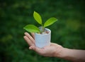 Green plant growing out of coins in white cup on hand nature background Royalty Free Stock Photo