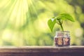 Plant Growing Out of Coins Royalty Free Stock Photo