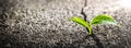 Green Plant Growing Out Of Crack In Concrete Royalty Free Stock Photo