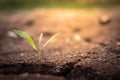 Green plant growing out of cracks in the earth.