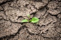 Green plant growing out of cracks in the earth Royalty Free Stock Photo