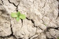 Green plant growing out of cracks in the earth Royalty Free Stock Photo