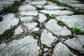 Green plant growing out of cracks in the earth Royalty Free Stock Photo