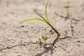 Green plant growing out of cracks in the earth. Plant in dried cracked mud Royalty Free Stock Photo