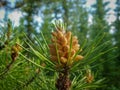 Green plant growing out of the ground Royalty Free Stock Photo