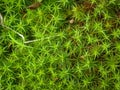 Green plant growing out of the ground Royalty Free Stock Photo