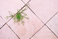 Green plant growing between pink surface concrete floor gap in beautiful shape. hope of life abstract background High-key. Royalty Free Stock Photo