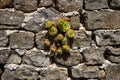 green plant growing in a rough rock wall Royalty Free Stock Photo