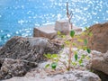 Green plant growing among rough stones in a bay with rippling blue water in the background Royalty Free Stock Photo