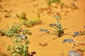 Green plant growing in Sahara Desert, Merzouga, Morocco