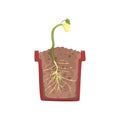 Green plant growing from seed of a bean in a pot with ground soil, stage of growth, pot in a cross section vector