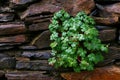 Green plant growing on stone wall Royalty Free Stock Photo