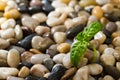 Green plant growing in stones Royalty Free Stock Photo