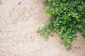 Green plant growing trough cracked ground Royalty Free Stock Photo