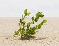 Green plant growing trough sand Royalty Free Stock Photo