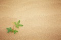 Green plant growing trough sand Royalty Free Stock Photo