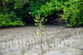 Green plant growing trough sand Royalty Free Stock Photo