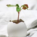 Green plant growing in White egg shell Royalty Free Stock Photo