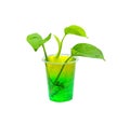 Green plant growing in white plastic glasses with crystal gel aqua jelly soil or magic science soil isolated on white background