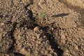 A green plant grows in the crack of asphalt Royalty Free Stock Photo