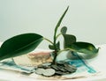 plant grows through iron money coins and dollar bills on a white background Royalty Free Stock Photo