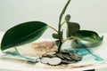 plant grows through iron money coins and dollar bills on a white background Royalty Free Stock Photo