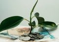 plant grows through iron money coins and dollar bills on a white background Royalty Free Stock Photo