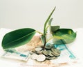 plant grows through iron money coins and dollar bills on a white background Royalty Free Stock Photo