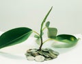 plant grows through iron money coins on a white background Royalty Free Stock Photo