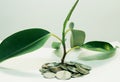 plant grows through iron money coins on a white background Royalty Free Stock Photo