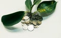 Plant grows through iron money coins on a white background Royalty Free Stock Photo