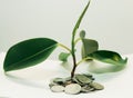 plant grows through iron money coins on a white background Royalty Free Stock Photo