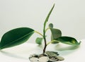 plant grows through iron money coins on a white background Royalty Free Stock Photo