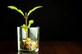 Green plant grows from a pot of coins. Growing business investment. Money tree grew by two centimeters Royalty Free Stock Photo