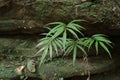A green plant that grows between rocks with finger-shaped leaves in the rainy season
