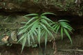 A green plant that grows between rocks with finger-shaped leaves in the rainy season