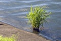 Green plant grows in water pond. Izmailovo manor in Moscow.