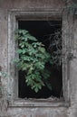 A green plant grows from the window of an abandoned ruined house. post Apocalypse concept