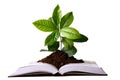 Green plant growth from book