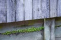 Green plant growth inside gray wooden fence