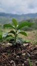 Green Plant are growthing Royalty Free Stock Photo