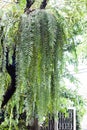 Green Plant Hanging in Garden