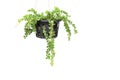 Green plant hanging isolated on white background Royalty Free Stock Photo