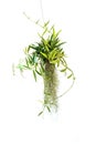 Green plant hanging isolated collection on white background Royalty Free Stock Photo