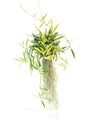 Green plant hanging isolated collection on white background Royalty Free Stock Photo