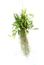 Green plant hanging isolated collection on white background Royalty Free Stock Photo