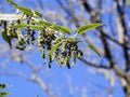 Green plant hangling in blue sky